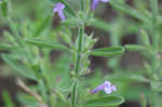 Drummond's false pennyroyal